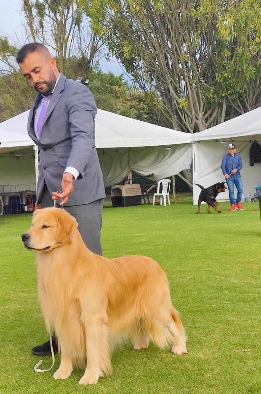 Perro mordiendo manga de entrenamiento