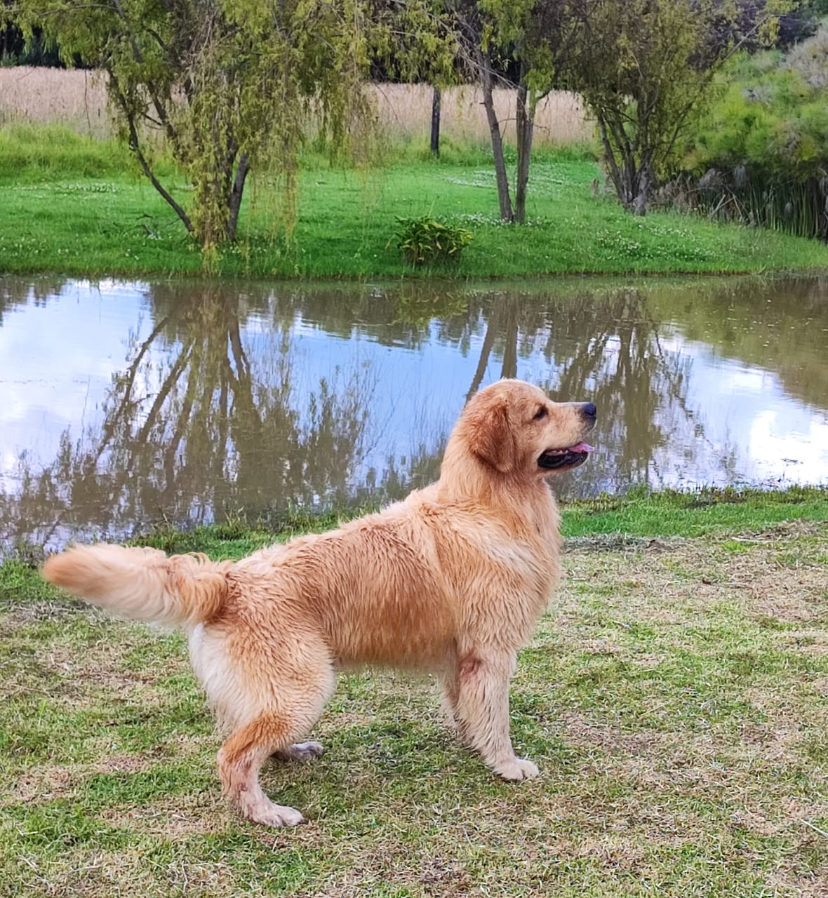 Perro en hotel Golden de la Cima