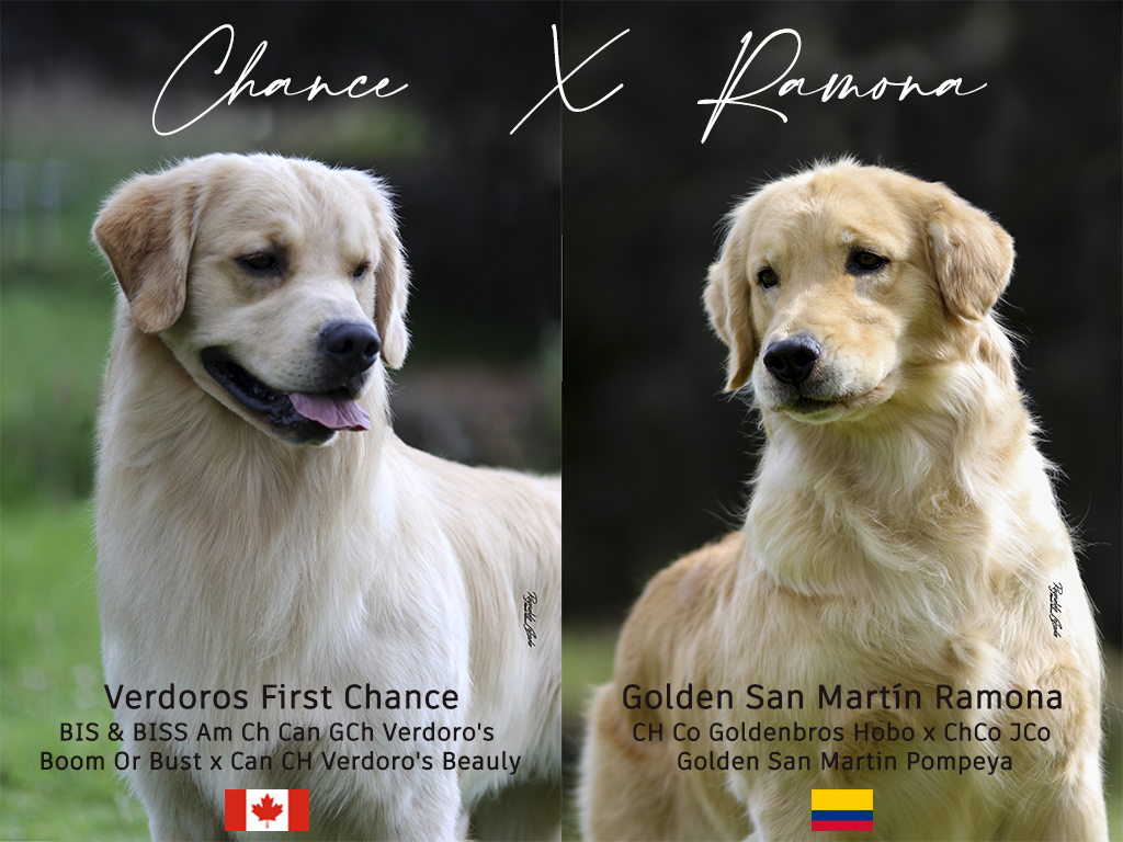 Camada Golden Retrievers