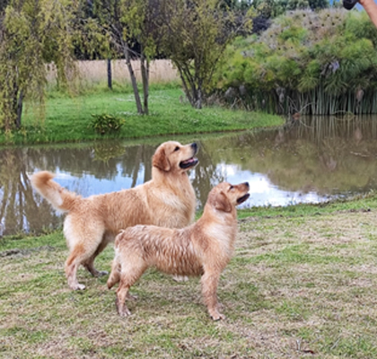 Golden retrievers entrenando